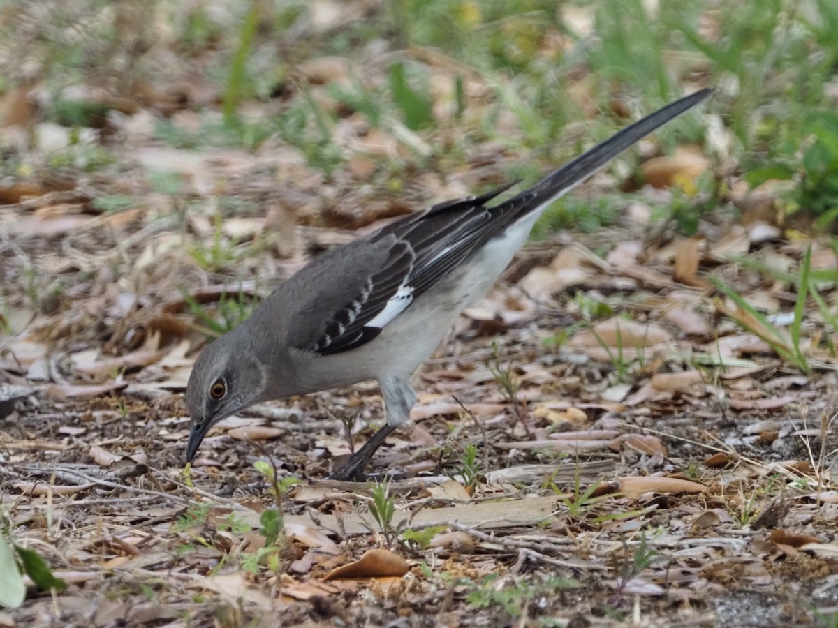Northern Mockingbird - ML632612993