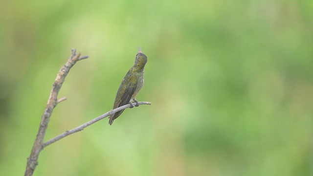 Gilded Hummingbird - ML632612999