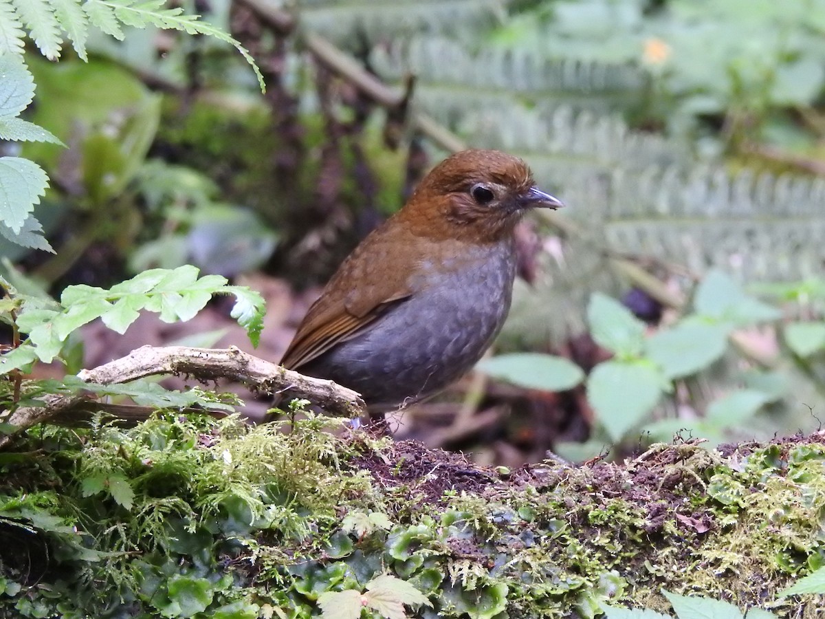 Urrao Antpitta - ML632613004