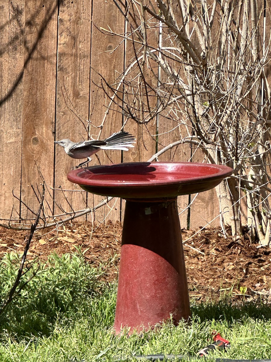 Northern Mockingbird - ML632613066