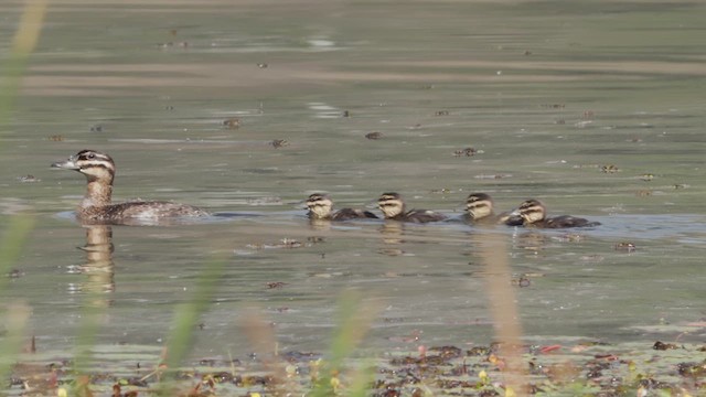 Masked Duck - ML632613149