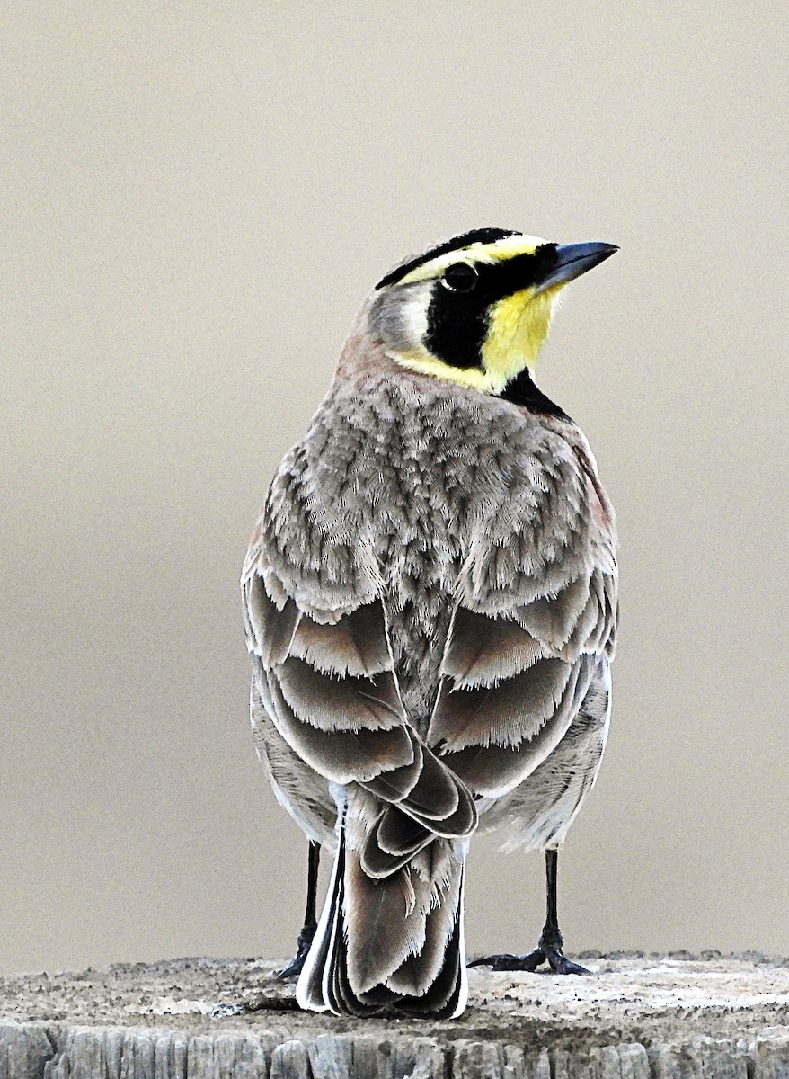 Horned Lark - ML632613255