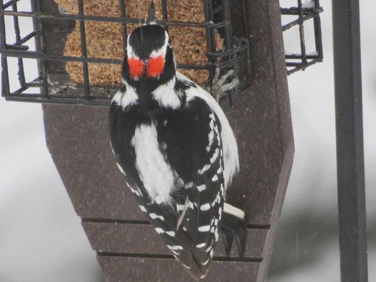 Pico Velloso - ML632613524