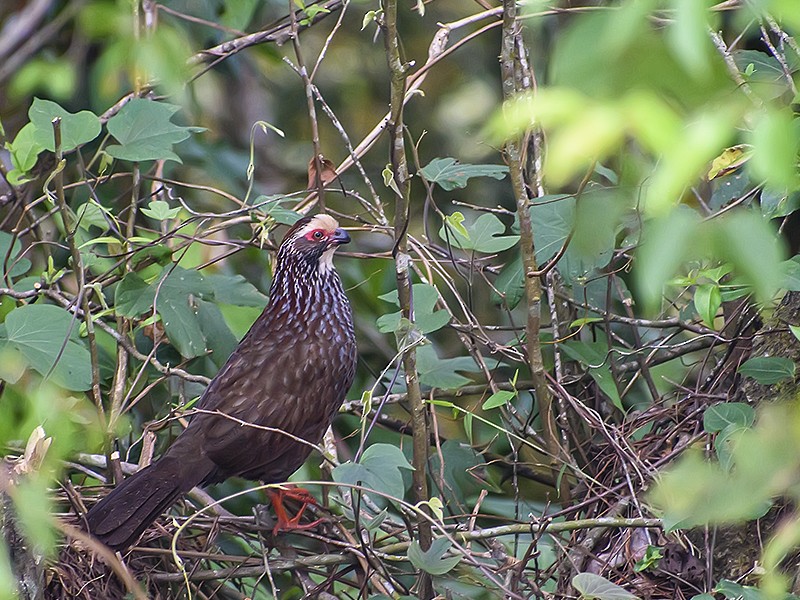 Buffy-crowned Wood-Partridge - ML632613537