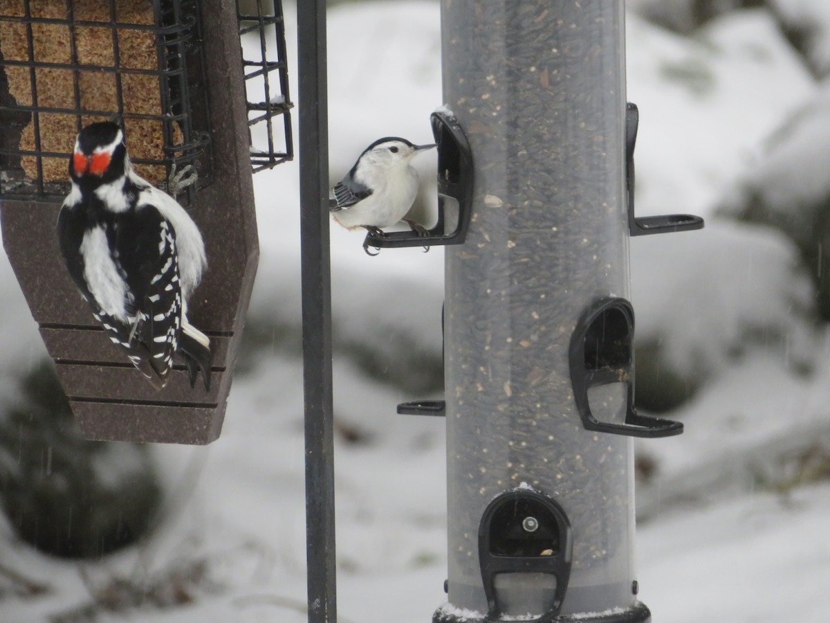 Trepador Pechiblanco - ML632613549