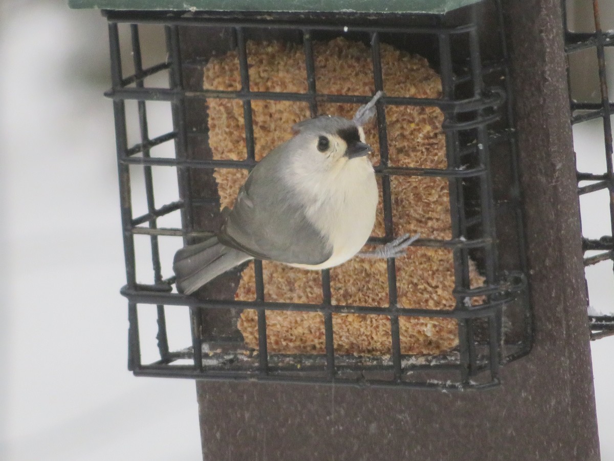 Herrerillo Bicolor - ML632613571