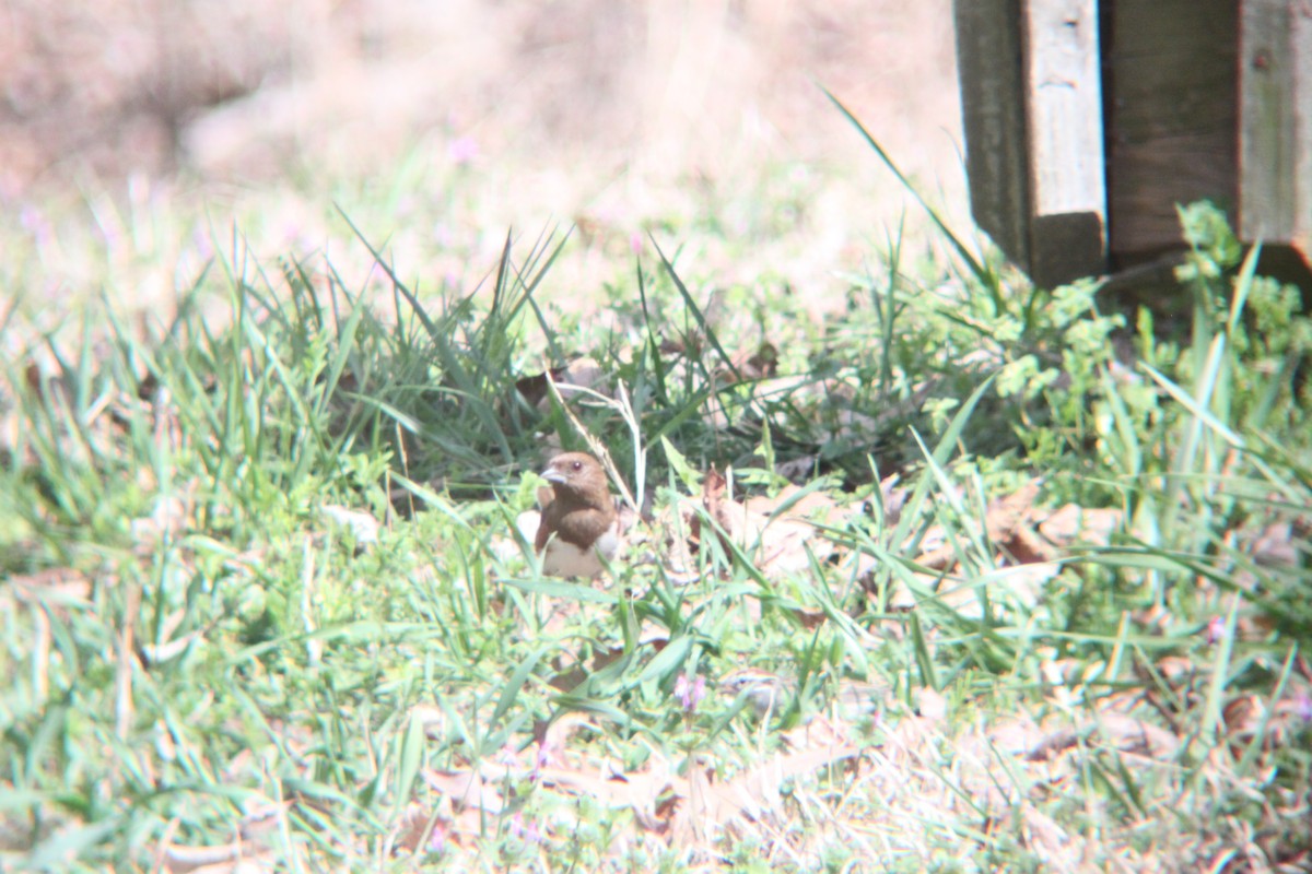 Eastern Towhee - ML632613589