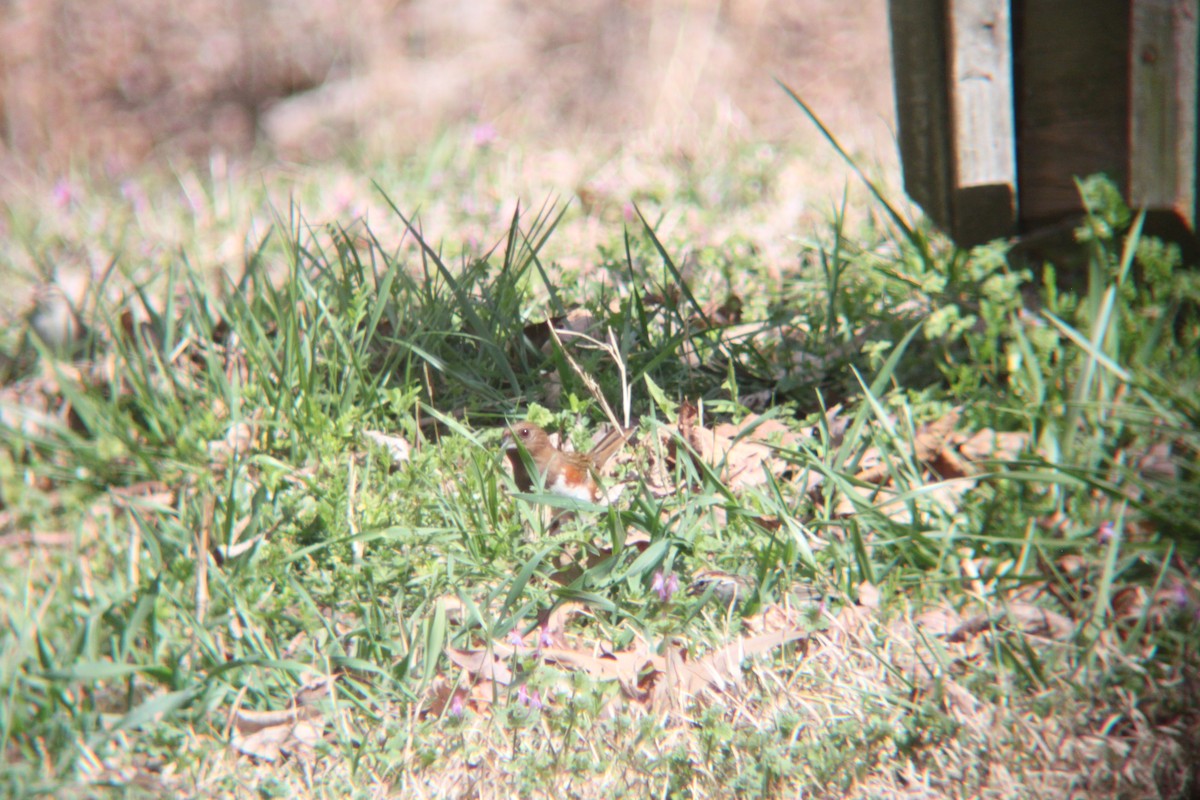 Eastern Towhee - ML632613594