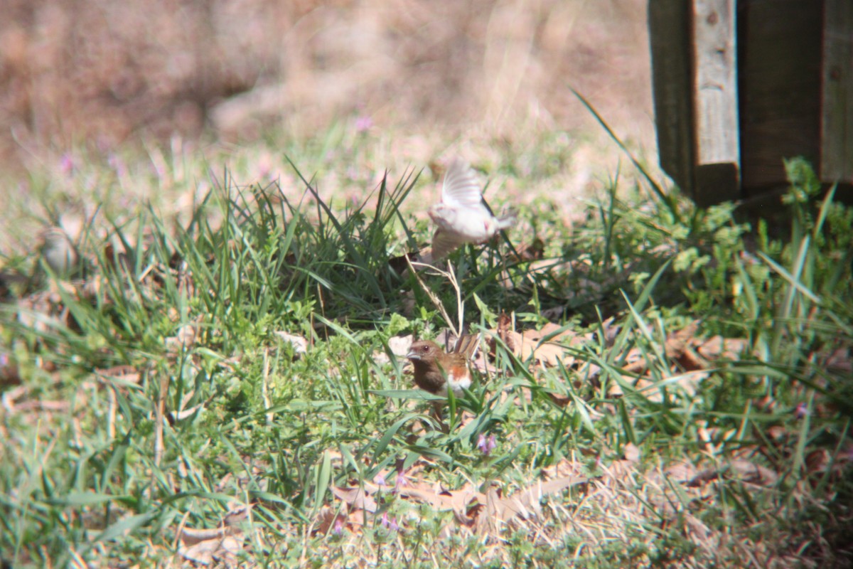 Eastern Towhee - ML632613603