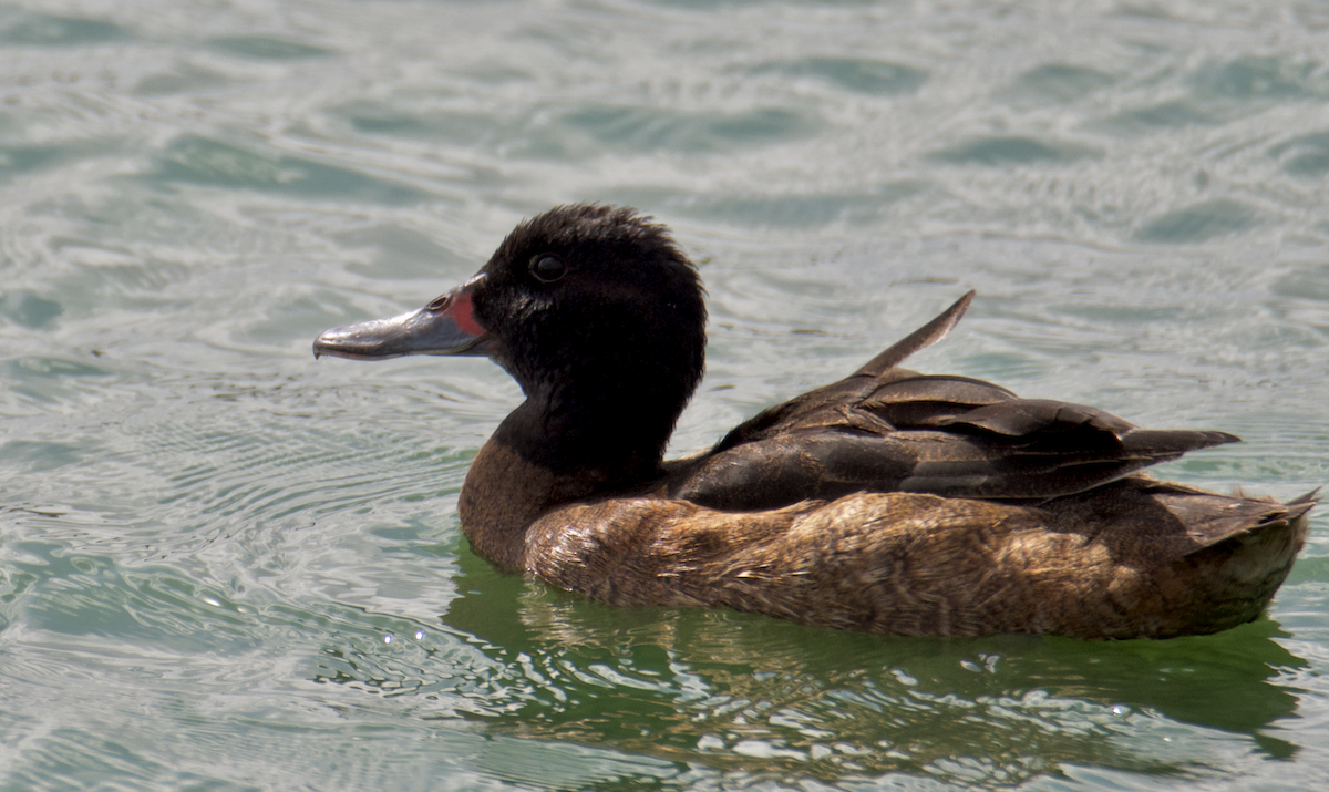 Black-headed Duck - ML632613673