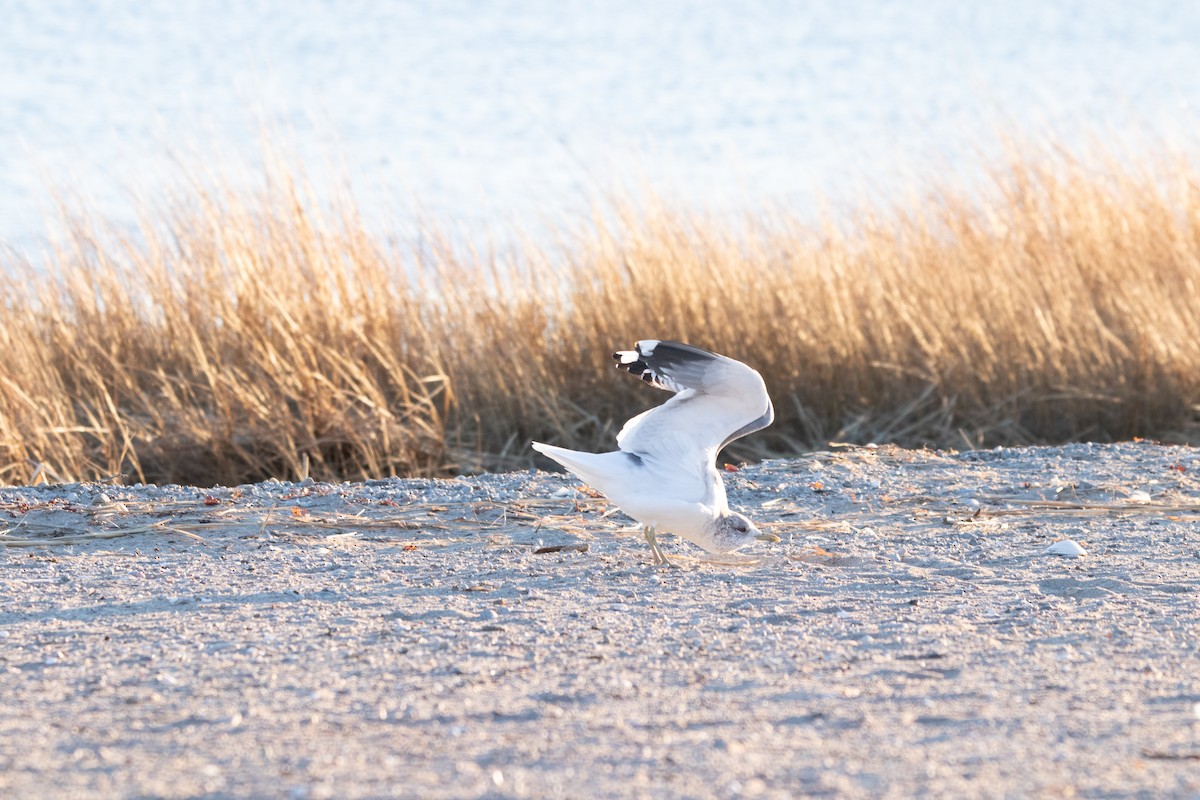Common Gull (Kamchatka) - ML632613733