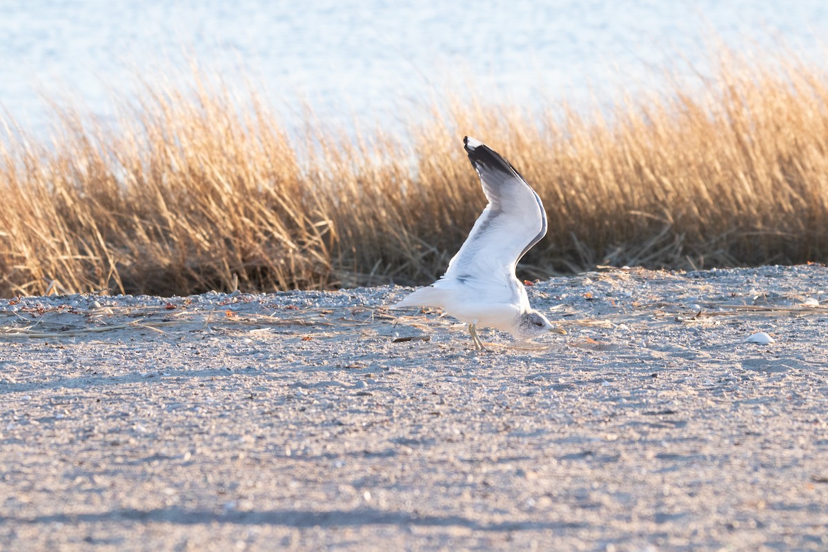 Common Gull (Kamchatka) - ML632613734
