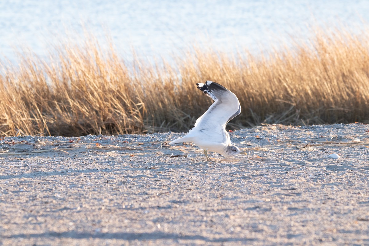 Common Gull (Kamchatka) - ML632613735