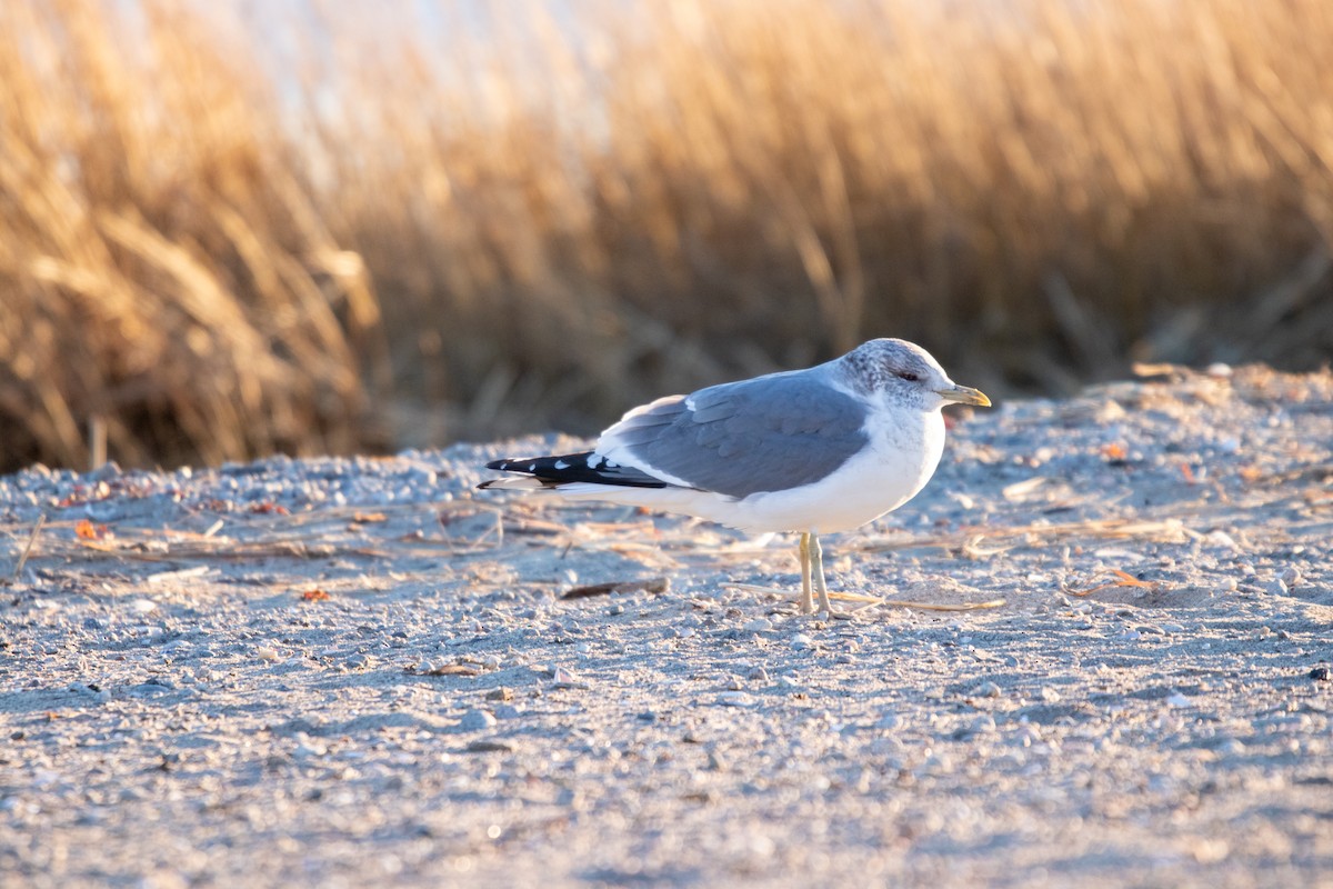 Common Gull (Kamchatka) - ML632613736