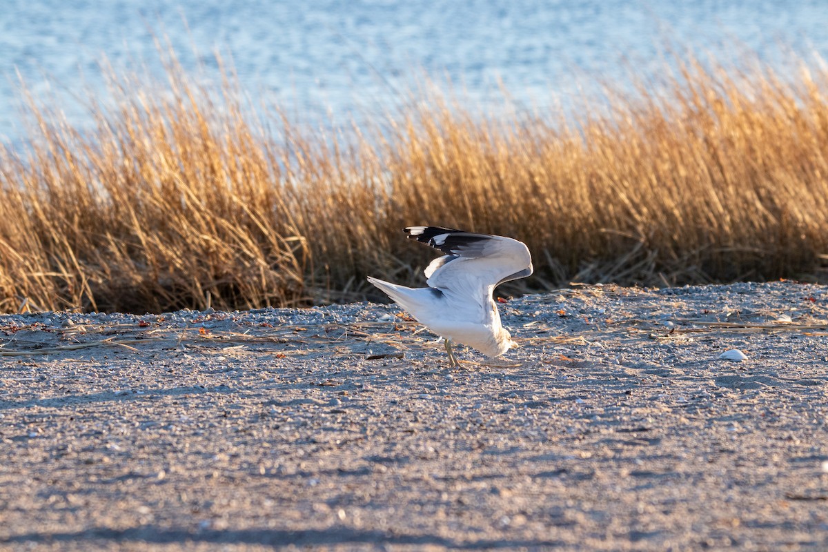 Common Gull (Kamchatka) - ML632613737