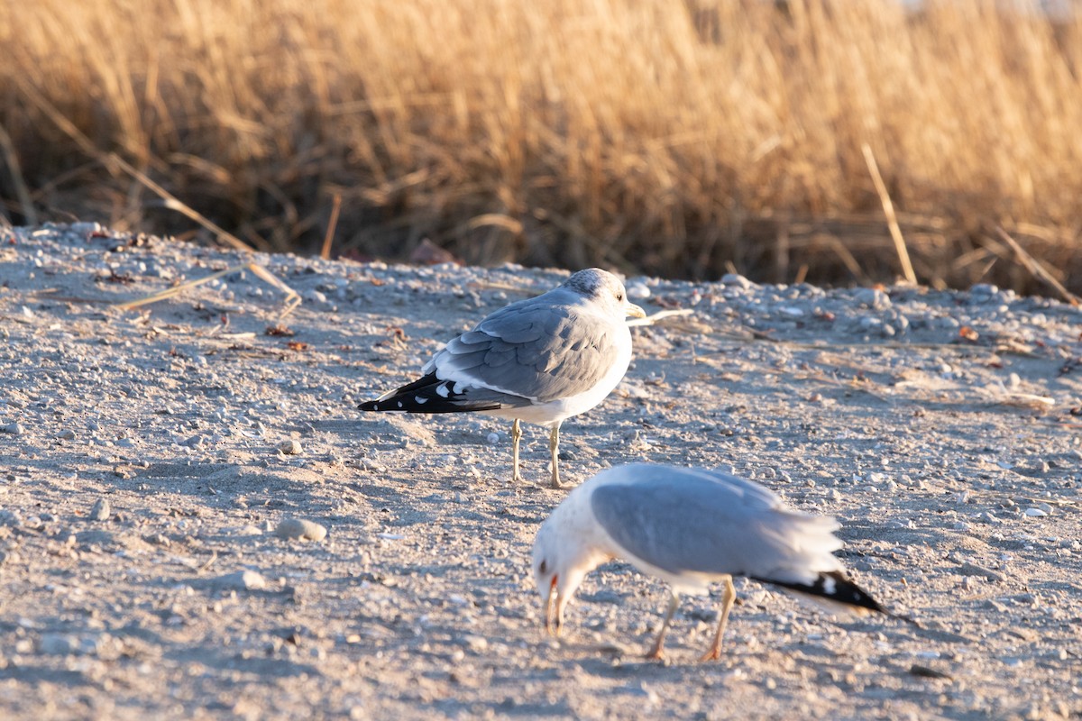 Common Gull (Kamchatka) - ML632613738