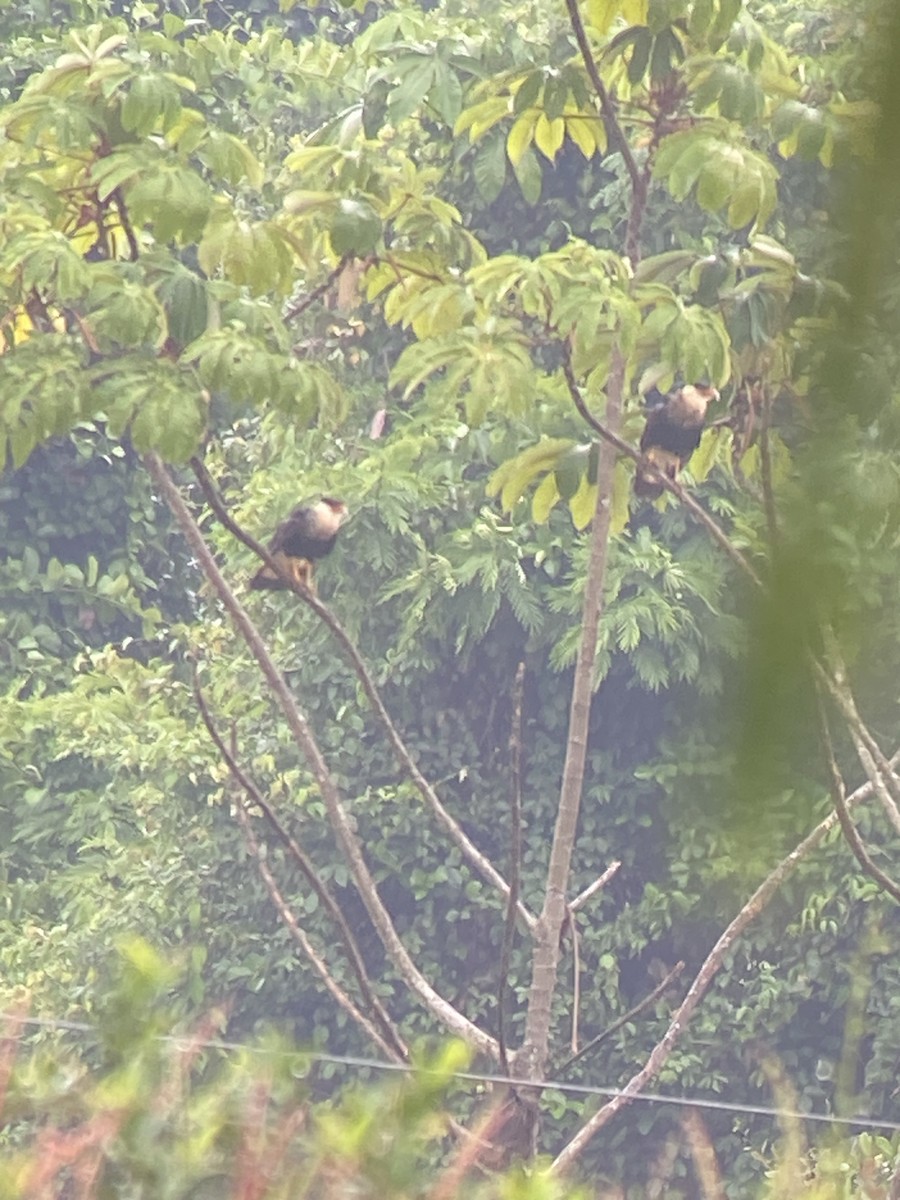 Crested Caracara - ML632613750