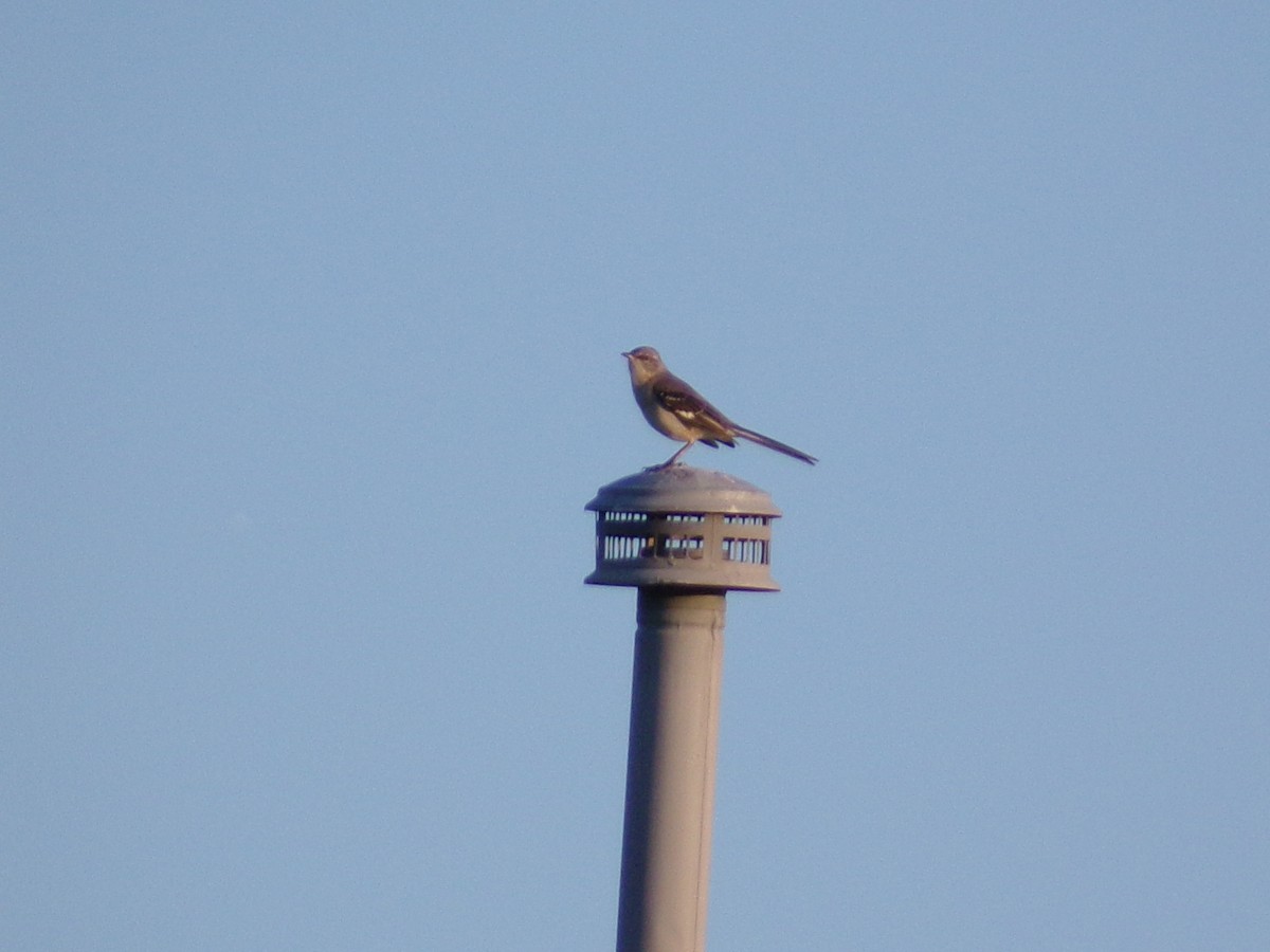Northern Mockingbird - ML632613753