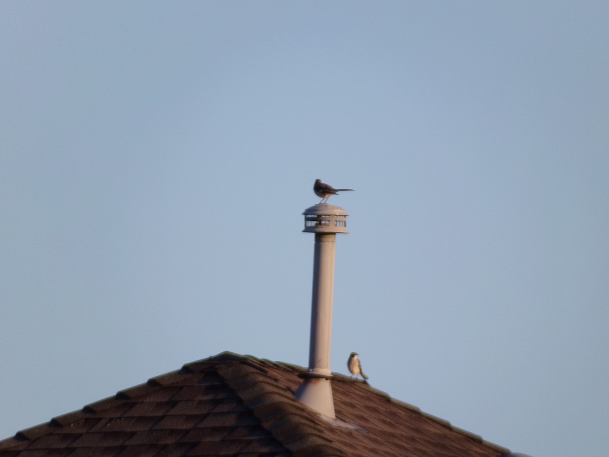 Northern Mockingbird - ML632613754