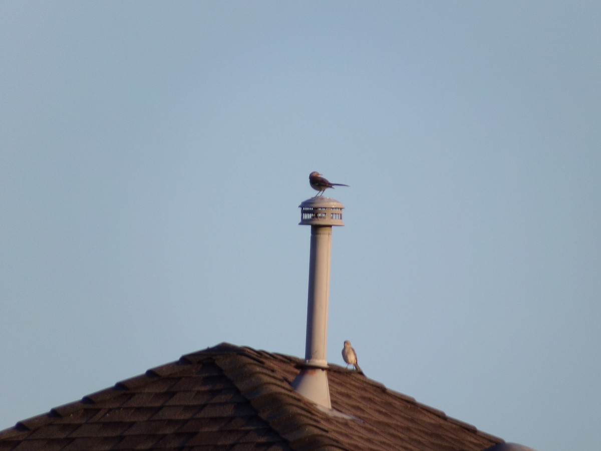 Northern Mockingbird - ML632613755
