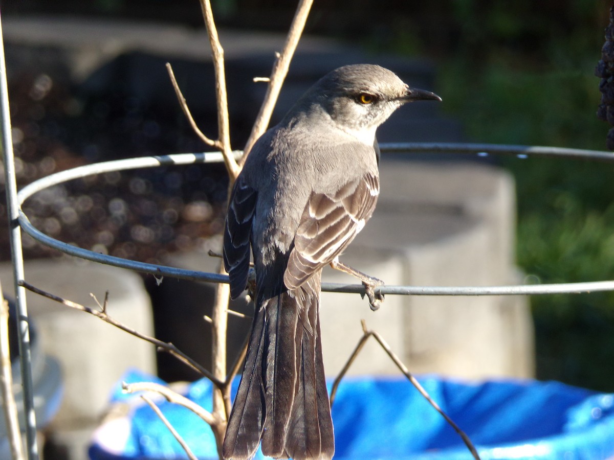 Northern Mockingbird - ML632613756