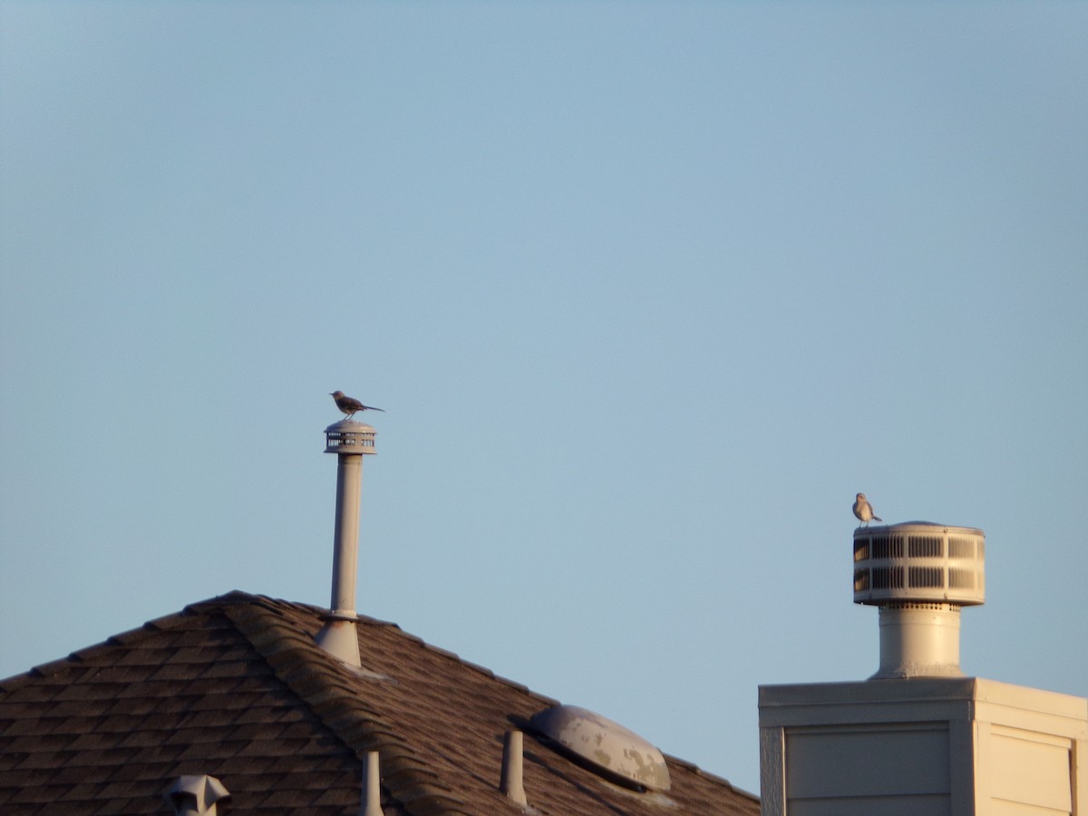 Northern Mockingbird - ML632613757