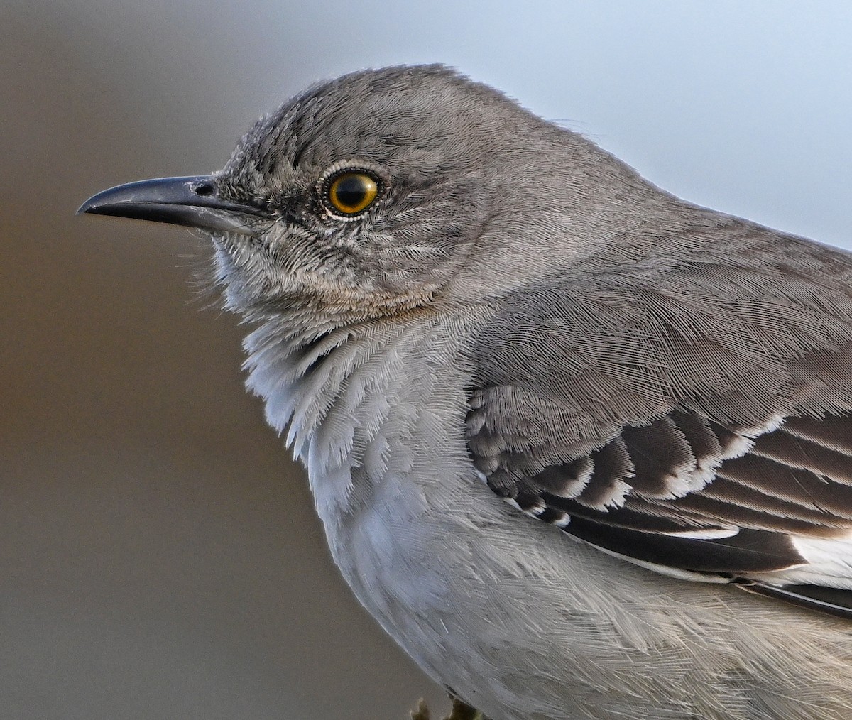 Northern Mockingbird - ML632613837