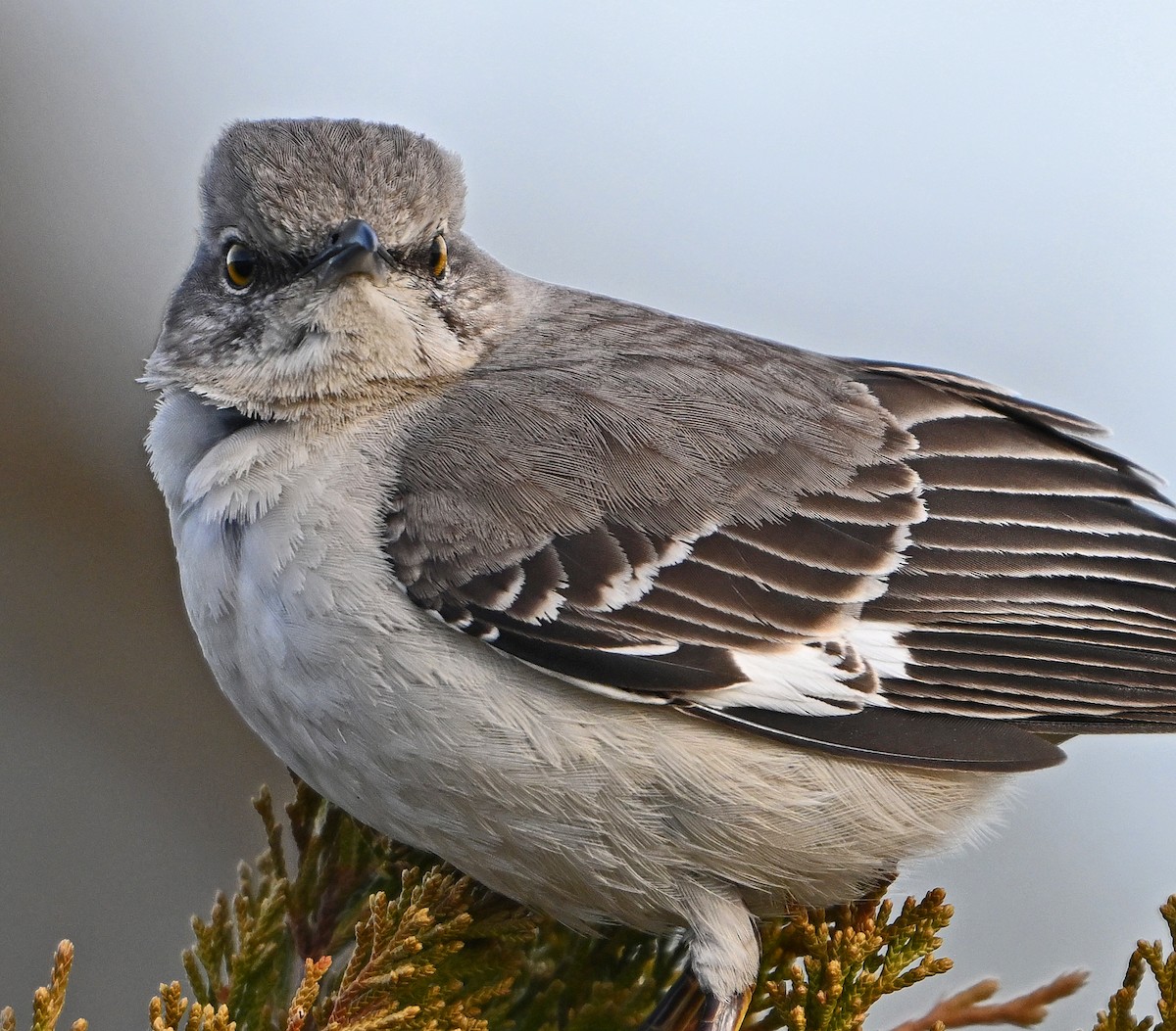 Northern Mockingbird - ML632613839