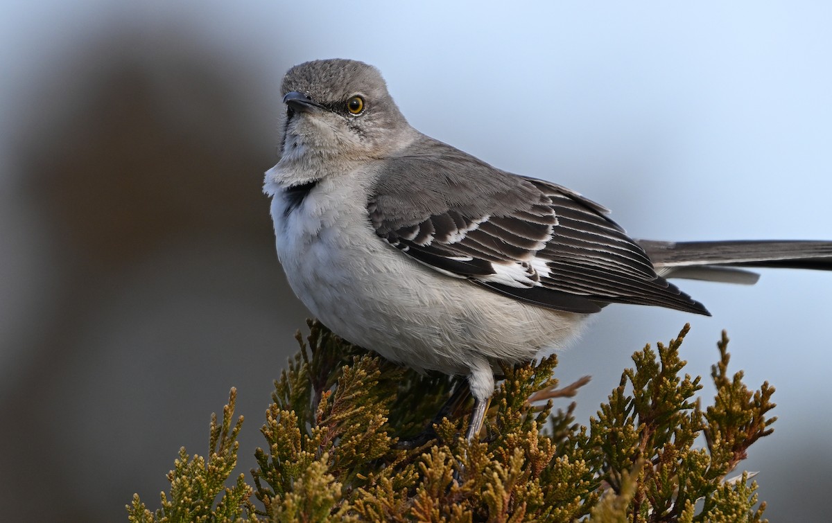 Northern Mockingbird - ML632613840