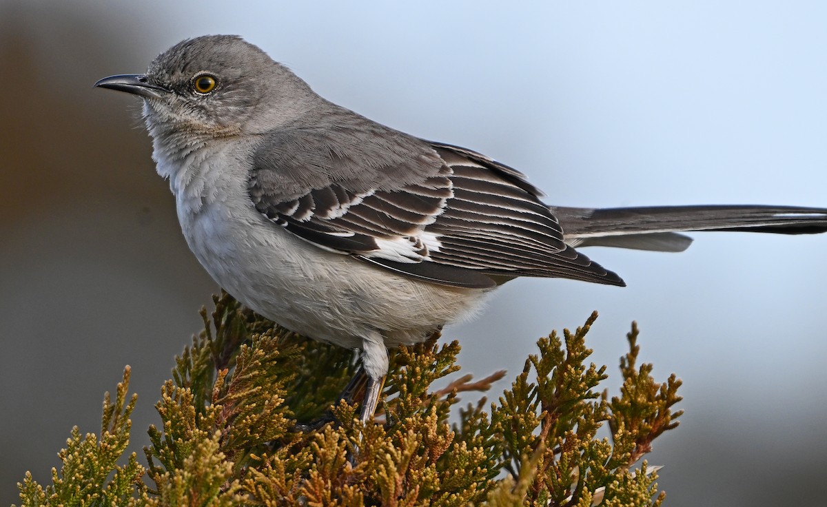 Northern Mockingbird - ML632613841