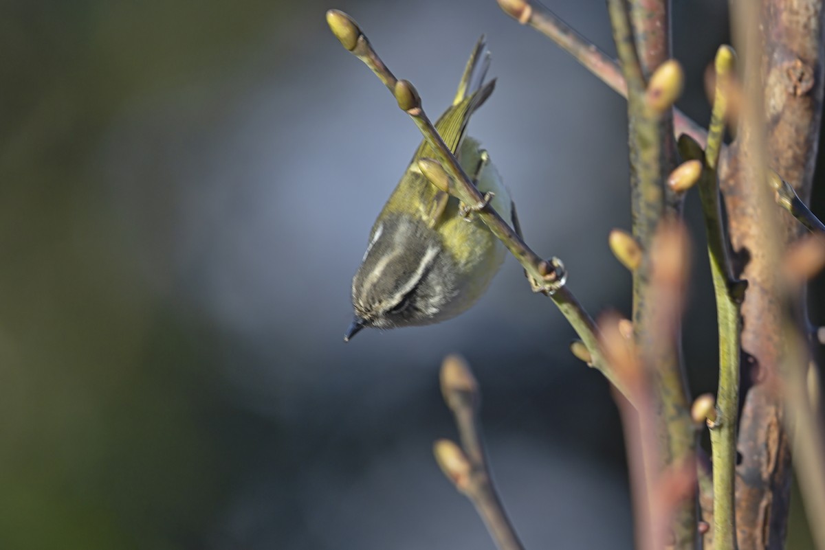 Ashy-throated Warbler - ML632613912