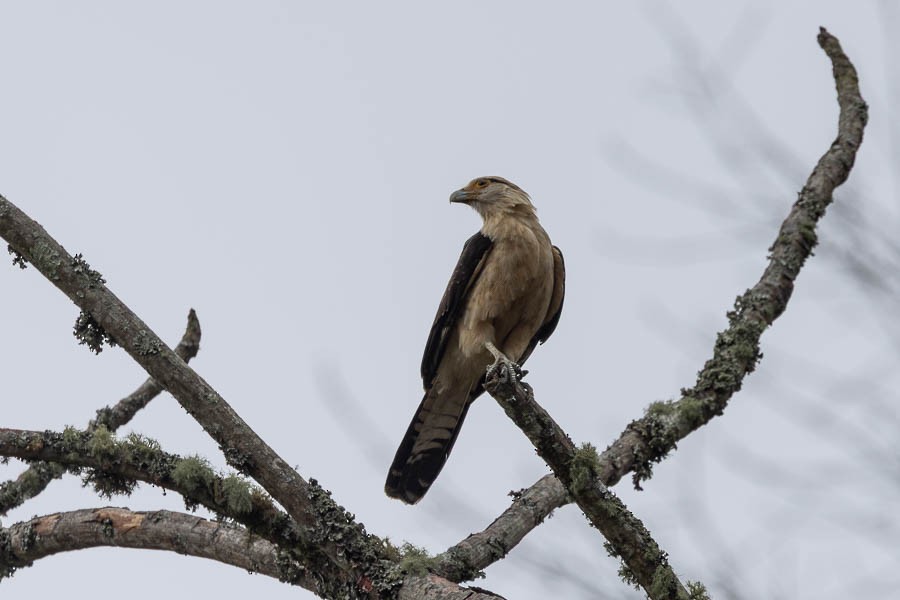 Yellow-headed Caracara - Sandra Rosenhouse