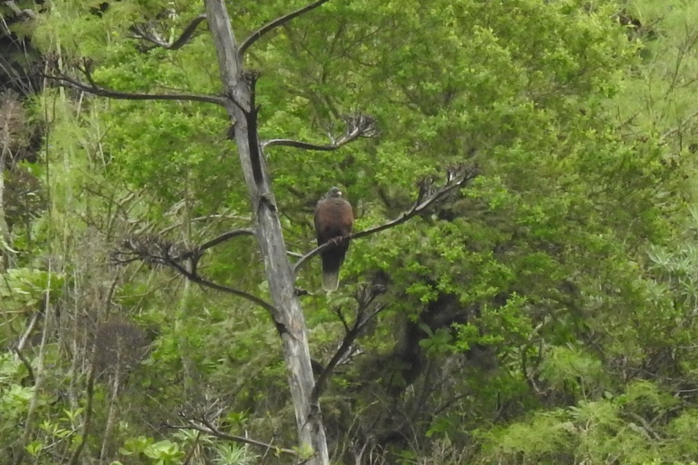 Laurel Pigeon - ML632613950