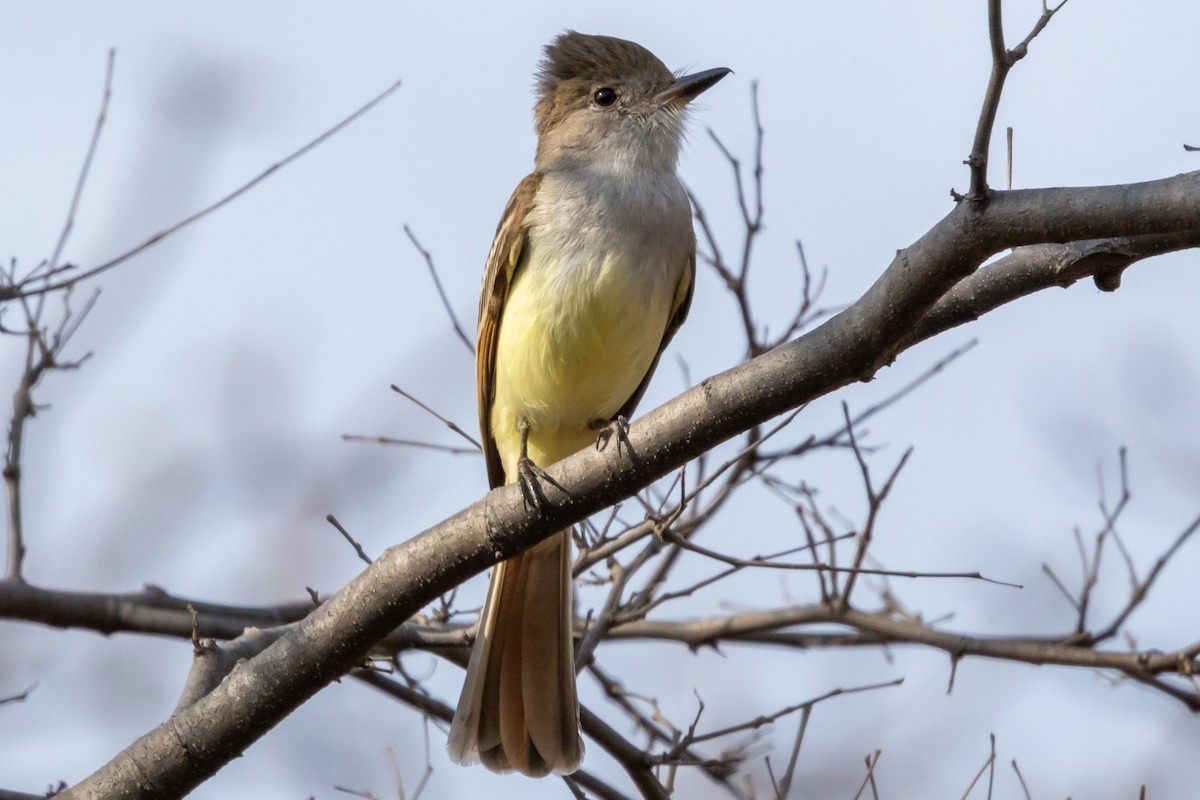 Nutting's/Salvadoran Flycatcher - ML632613968