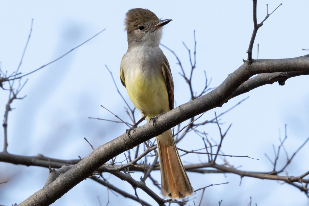 Nutting's/Salvadoran Flycatcher - ML632613969