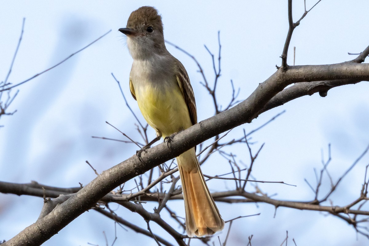 Nutting's/Salvadoran Flycatcher - ML632613970