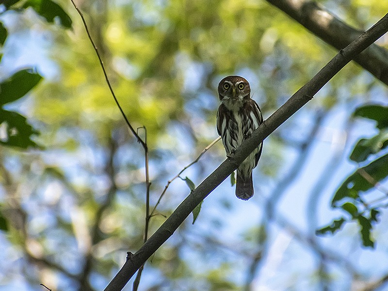 Ferruginous Pygmy-Owl - ML632614080