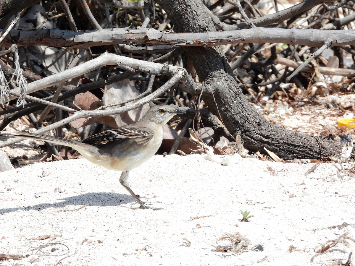 Northern Mockingbird - ML632614216