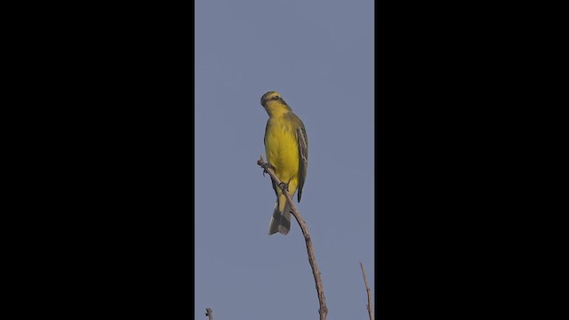 Yellow-browed Tyrant - ML632614289
