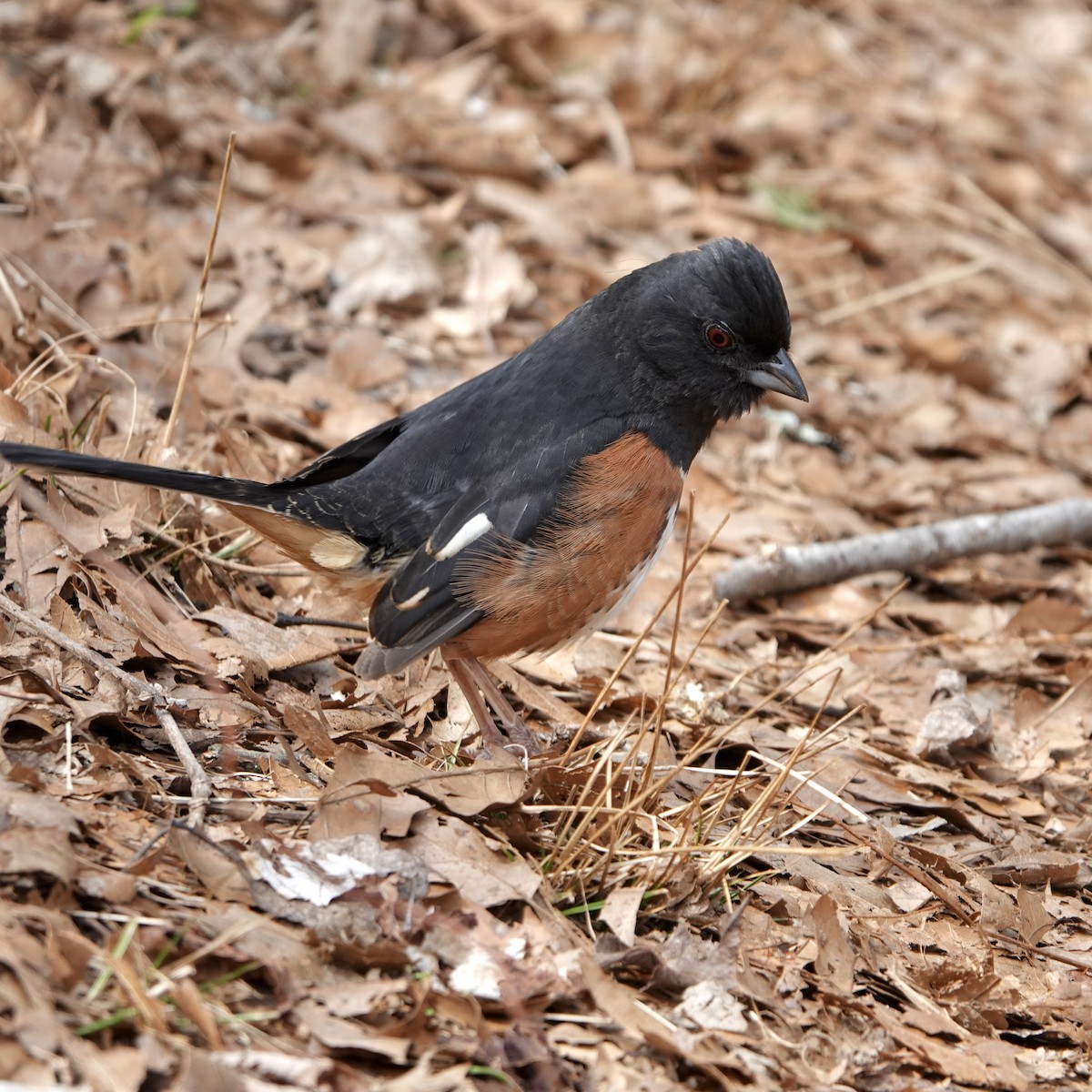 Eastern Towhee - ML632614396