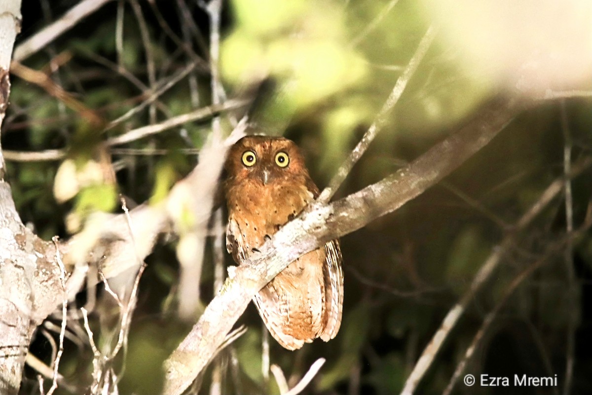 Sokoke Scops-Owl - ML632614435