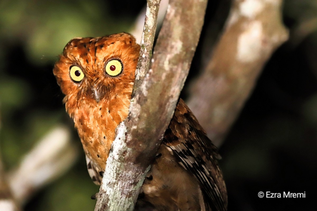 Sokoke Scops-Owl - ML632614437