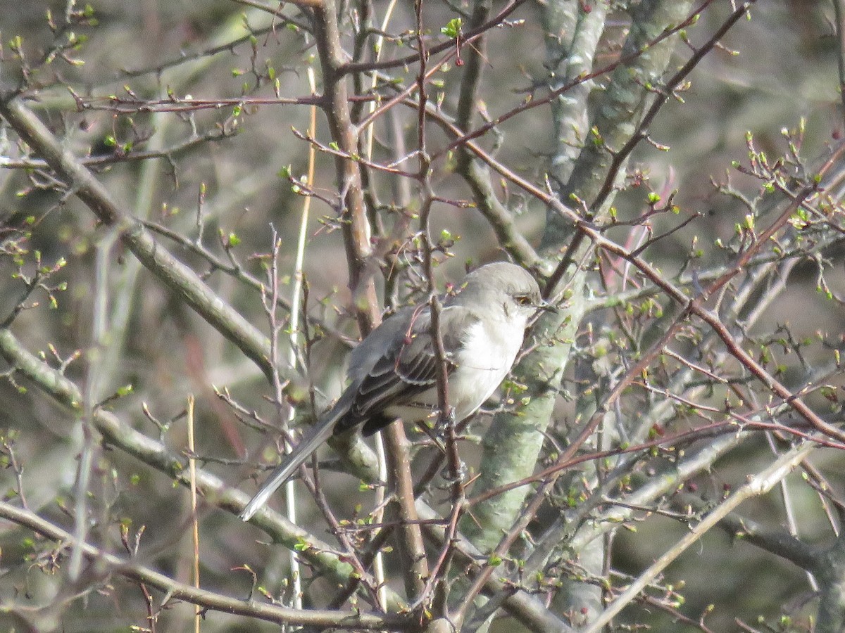 Northern Mockingbird - ML632614448