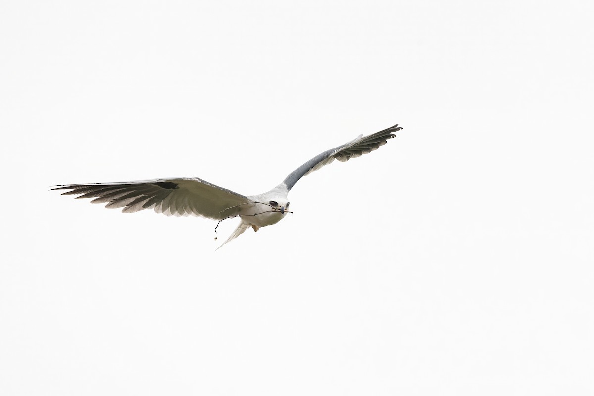 White-tailed Kite - ML632614453