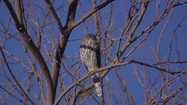 Sharp-shinned Hawk - ML632614484
