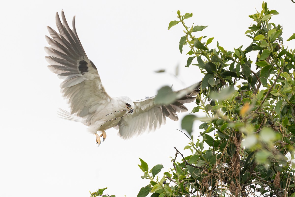 White-tailed Kite - ML632614496