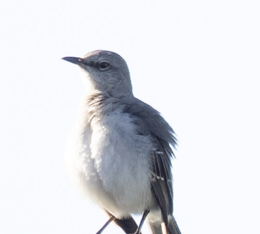 Northern Mockingbird - ML632614500