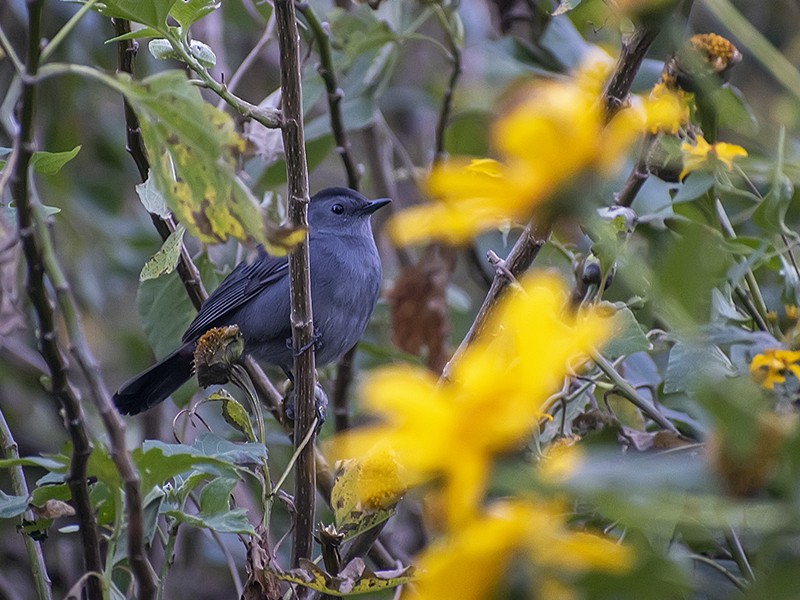 Gray Catbird - ML632614624