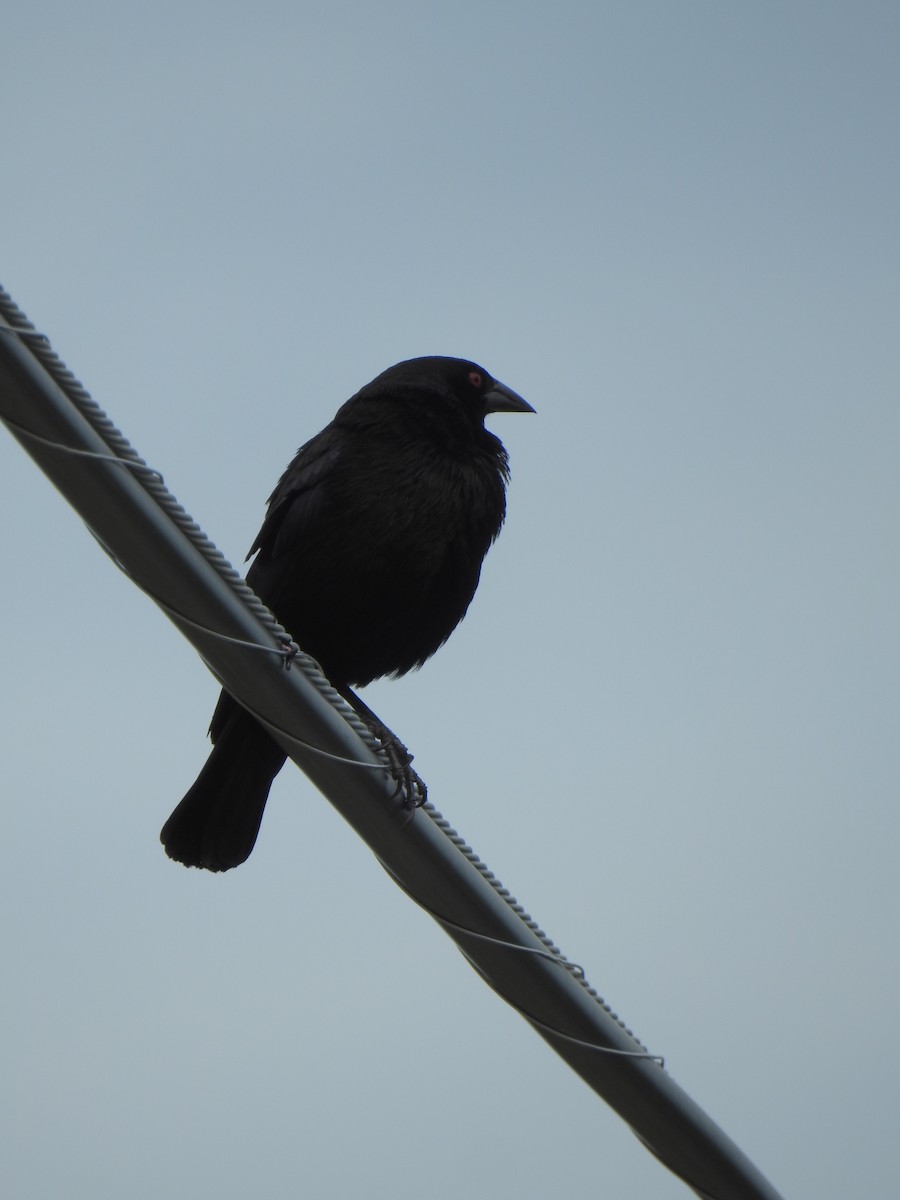 Bronzed Cowbird - ML63261471