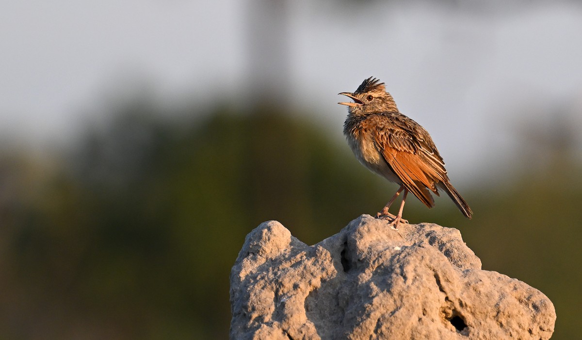 Rufous-naped Lark - ML632614752